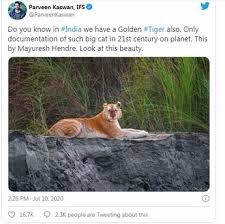 The photo of the rare tiger was taken by mayuresh hendre and shared by indian forest services according to kaswan, this is the only documentation of a golden tiger or the golden tabby tiger in the 21st century. Golden Tiger Now Makes Foothold In The Wild Nawa News National Animal Welfare Association