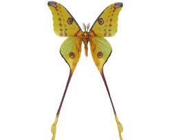 Molte specie, soprattutto nel genere charaxes, hanno le ali dotate di lunghe code; Bicbugs Argema Mittrei Comet Moth Male Madagascar Comet Moth Butterfly Farm Moth