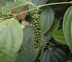 Image result for Piper capense