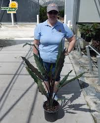 The alocasia lauterbachiana is also known as the purple sword because of the purple colors of its flowers and different parts of the plant. Alocasia Morning Dew Tropical Plants