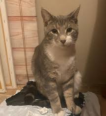 Missing cat sterling Glacebay area ‼️ Never been outside Male Goes by the  name Marvin Very timid cat, please don't call to him if seen please msg.  9029199224