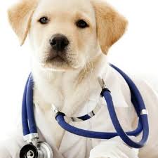 Aprobar el codigo de etica del colegio de medicos veterinarios y zootecnistas de guatemala. Historia Del Colegio Profesional De Medicos Veterinarios De Guatemala Aprende Guatemala Com