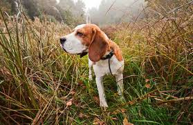 Image result for Harrier dog