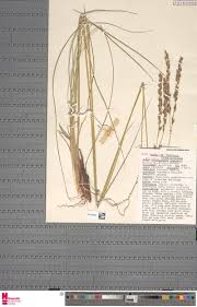 Image result for Danthoniopsis dinteri