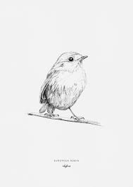 Robin bird drawing print, grey bird picture, robin sketch, bird art, natural home print, minimalist art print, british bird, grey bird print studioqgallery. Birds European Robin Bird Sketch Bird Drawings Animal Drawings Sketches