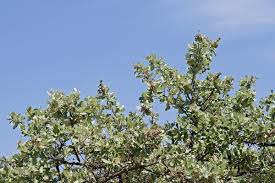 Image result for Brachylaena discolor