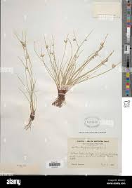 Image result for Cyperus laevigatus