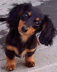 Long Haired Black And Cream Mini Dachshund This Adorable Cutie Looks Just Like My Allie When We Got Her She Was With Us For 14 Wonderful Years Dachshund Puppies Puppies Dachshund Puppy Long Haired