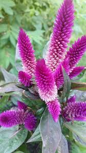 Celosia Intenz That I Planted Jardim