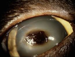 Is there anything that i can give him to help with this? What Is That Brown Spot On My Cat S Eye Feline Corneal Sequestrum Bliss Animal Eye Care