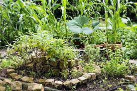 Mein Eigener Bio Gemuse Garten Bio Gemuse Biologischer Anbau Und Garten Anlegen