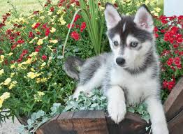 Learn more about homeward bownd siberian husky rescue in la motte, ia, and search the available pets they have up for adoption on petfinder. Pomsky Puppies For Sale Cute Pomsky