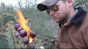 Cactus aloe vera smoothie is super healing. How To Pick And Eat Prickly Pear Fruit Youtube