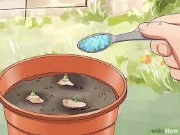 This herb garden addition is low in demand and high in return! How To Grow A Ginger Plant 13 Steps With Pictures Wikihow