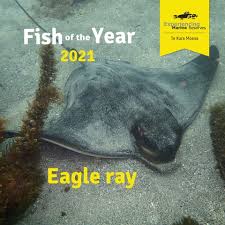 Greenshields said the eagle rays have pointed wings like an eagle, and flap their wings like a bird when they're moving through the water and they have long tails. Eagle Ray Wins Fish Of The Year