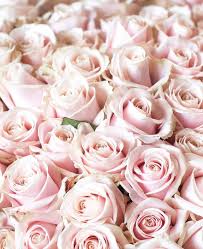 Nature aesthetic flower aesthetic pink aesthetic my flower pink flowers beautiful flowers lilac roses imagen natural mode pastel. Pink Flowers Aesthetic Wallpapers Top Free Pink Flowers Aesthetic Backgrounds Wallpaperaccess