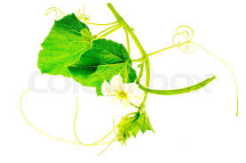 Image result for Lagenaria abyssinica