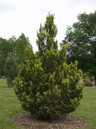 Image result for Chamaecrista plumosa