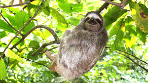 Tree Sloth Dan Lambe S Top Tree Jokes Arbor Day Blog Animals Animal Planet Animals Wild