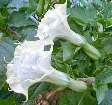Image result for Datura metel