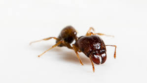 Ready to hire desired completion date: Bigheaded Ants Invade Homes Property Creating Giant Hard To Kill Colonies