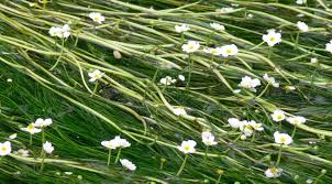 Image result for Ranunculus stagnalis