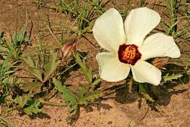 Image result for Hibiscus pusillus