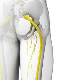 Feb 10, 2021 · functions of the low back, or lumbar area, include structural support, movement, and protection of certain body tissues. Denver Cherry Creek Chiropractor Whiplash Headaches Auto Accidents Pettibon Decompression Back Pain Wellness Chiropractic Sciatica Nerve Pain