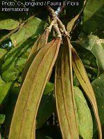 Image result for Markhamia lutea