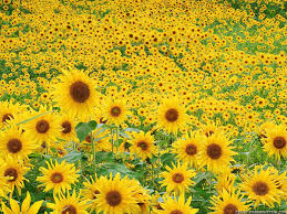 We did not find results for: Free Download Wallpapers Sunflower Wallpaper 1600x1200 For Your Desktop Mobile Tablet Explore 45 Sunflower Free Wallpaper Sunflower Wallpapers Sunflower Wallpaper For Kitchen