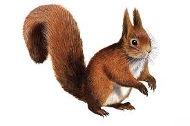 Image result for squirrel