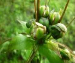 Image result for Landolphia eminiana