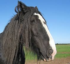 Shire Horse Horse Manure Horse Manure Composting Manure Composting