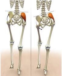 When most people think about the glutes, they're really thinking about the gluteus maximus, which is the largest of the muscles in the gluteal. The Relationship Between Weak Glutes And Low Back Pain Dynamic Physio Therapy Naples Fl Physical Therapy