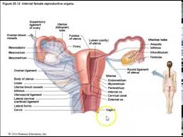 Schematic diagram of the pattern of air flow through the avian lung. Human Anatomy Lecture Ch 25 The Reproductive System Pt 2 Female Youtube