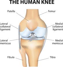 There are two parallel muscles. The Knee Anatomy Injuries Treatment And Rehabilitation