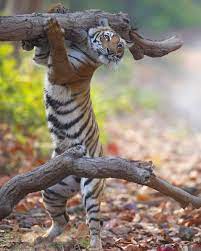 Indian Wildlife Official On Instagram Give A Caption If There Can Ever Be A Greater Show Stopper Than Paaro I In 2021 Wildlife Photography Wildlife Fake Photo