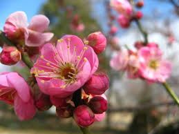 Terlebih dahulu rebus biji nangka hingga matang lalu buang kulit luarnya. Apricot Jepun Penggunaan Kesan Sampingan Interaksi Dos Dan Amaran Vitamin Makanan Tambahan 2021