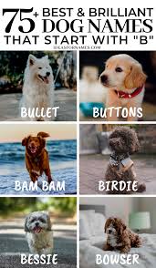 What should you name your adorable french bulldog? 75 Best And Brilliant Dog Names That Start With B Ideas For Names