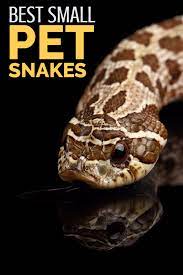 Pin On Herpetology