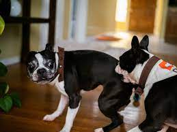 5 Crazy Facts About Boston Terrier Lifespans And 10 Tips To Increase It Maggielovesorbit Com