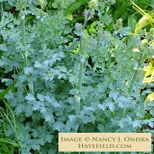 Image result for Satyrium flavum