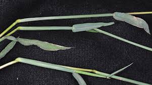 Image result for Digitaria nitens