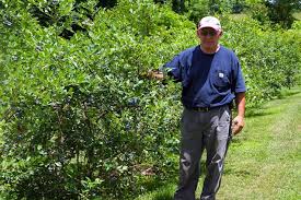 They are in 100% peat moss with pine bark mulch on the surface. Homepage Bluegrass Blueberries
