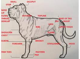 file north american mastiff anatomy chart jpg wikipedia