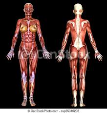 Female torso muscles anatomy, женская фигура анатомия,торс,кости,мышцы,силуэт. 3d Female Body Anatomy Isolated On Black Canstock