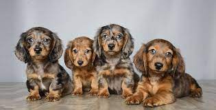 Each type has their own unique characteristics and complement the breed in very special ways. Pin On Puppy Love