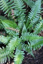Image result for Blechnum punctulatum