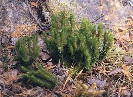 Image result for Huperzia afromontana