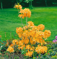 Image result for Rhododendron molle